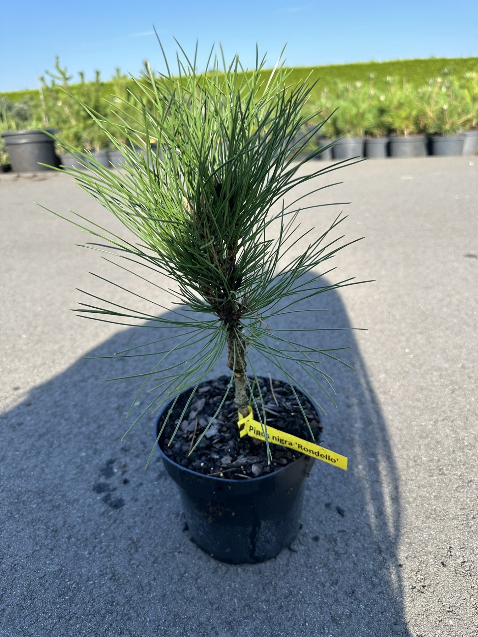 Сосна черная Ронделло